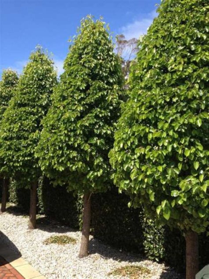 evergreen ornamental pear