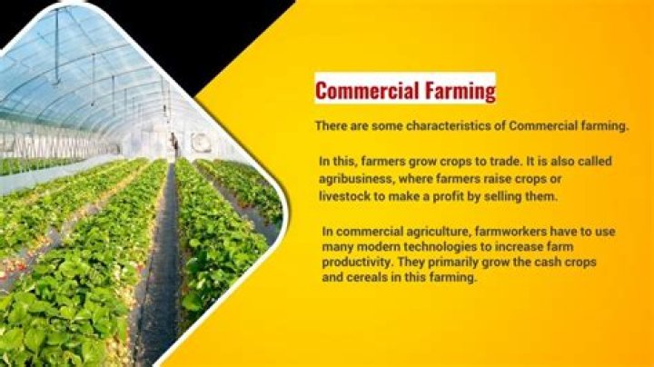 example of commercial agriculture