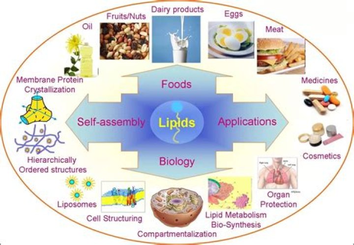 example of lipids