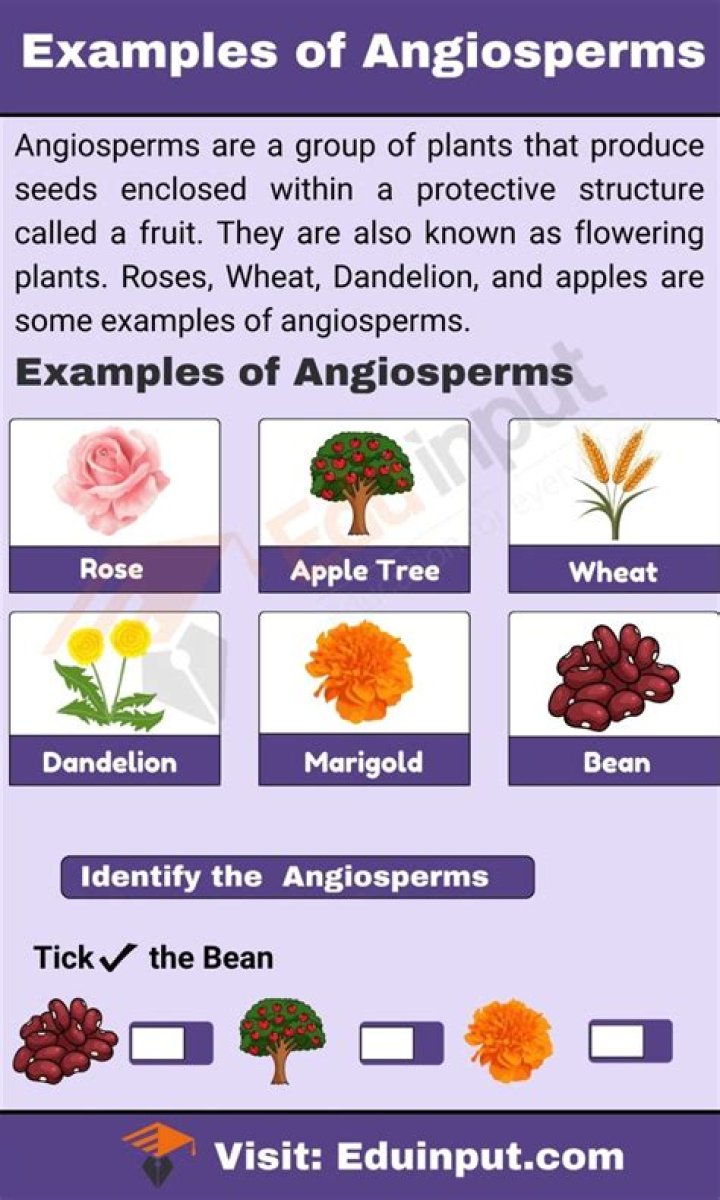 examples of angiosperms