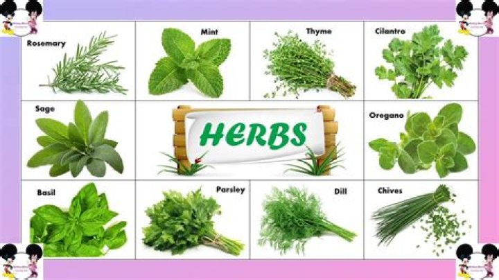 examples of herbs