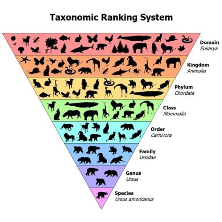 explain the unit of classification