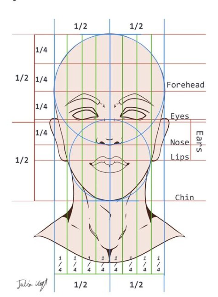 face proportions