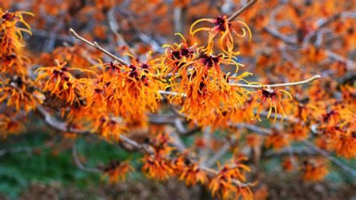 fall flowering trees