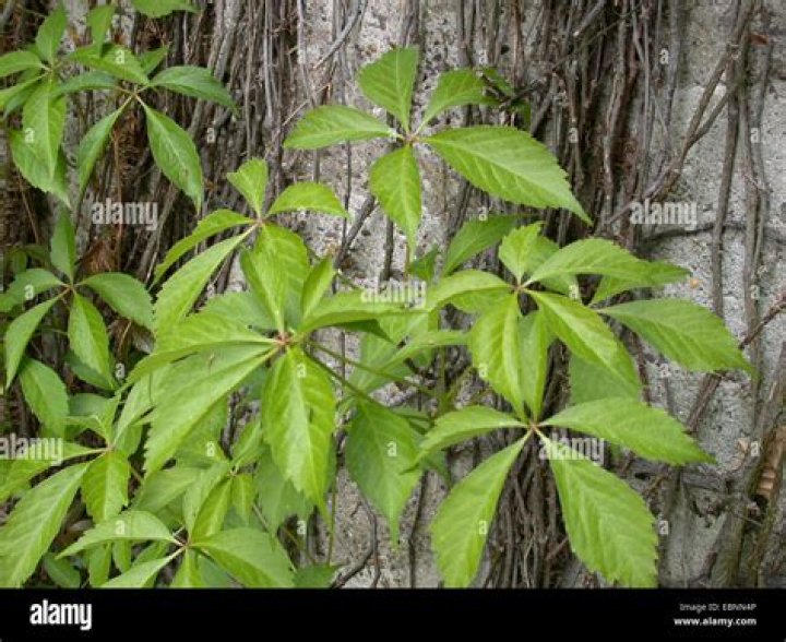 false virginia creeper