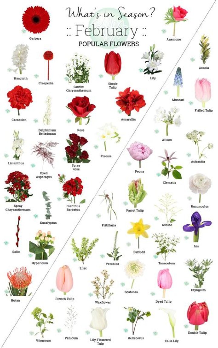 february flowers in season