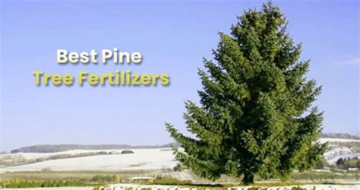 fertilizer for pine trees