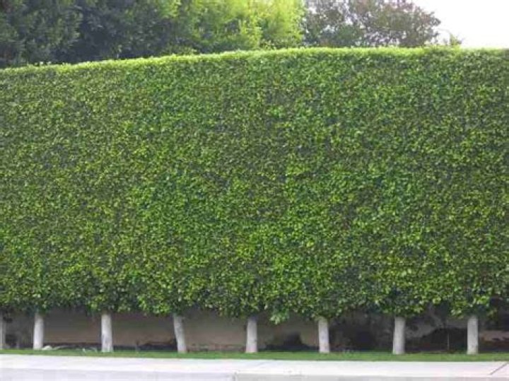 ficus hedges