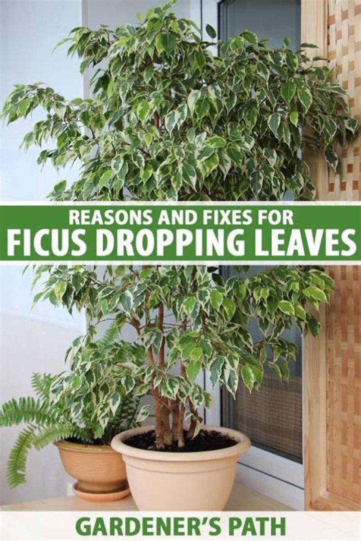 ficus losing leaves