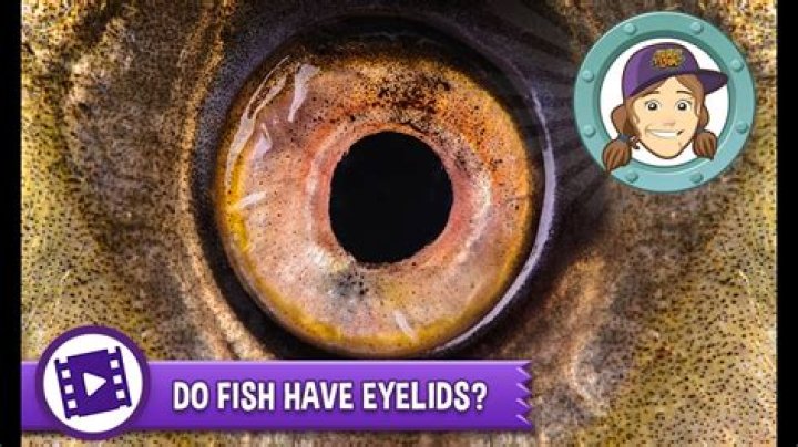 fish with eyelids