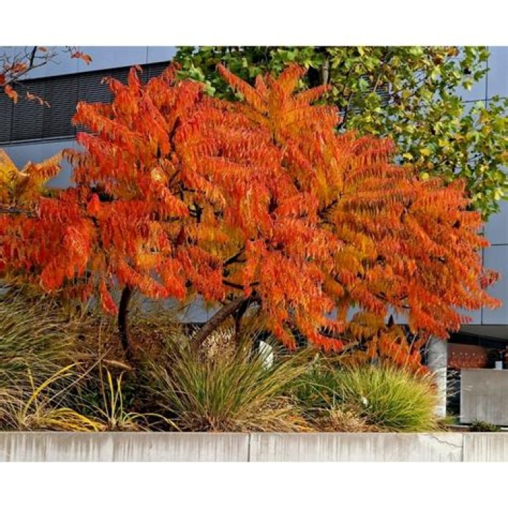 flame leaf sumac