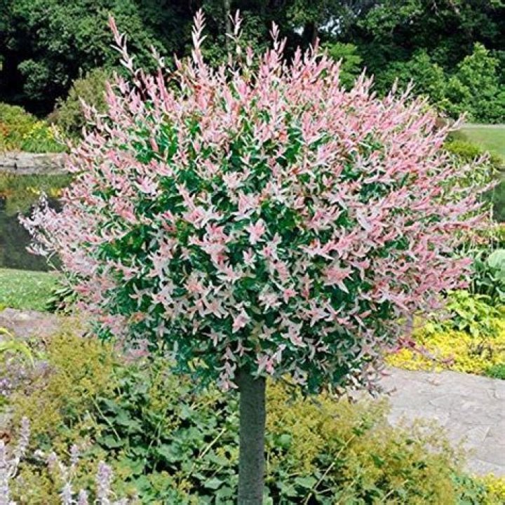flamingo tree
