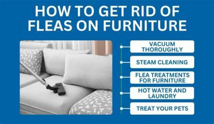 fleas on furniture