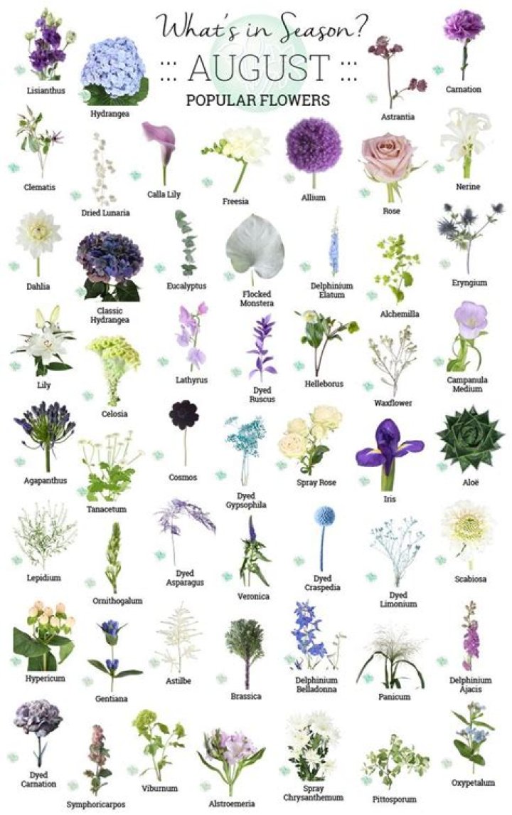 flowers in season in august