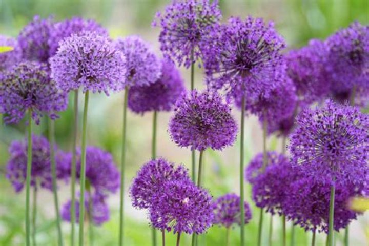 flowers that bloom in may uk
