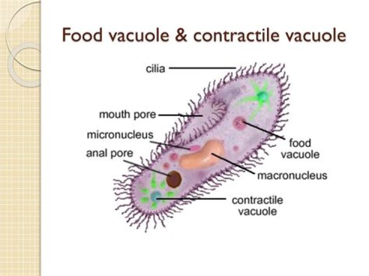 food vacuole function