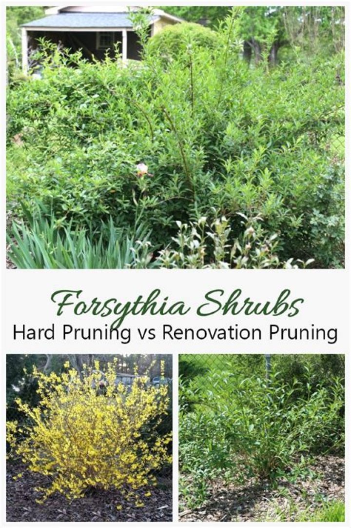 forsythia bush not in bloom