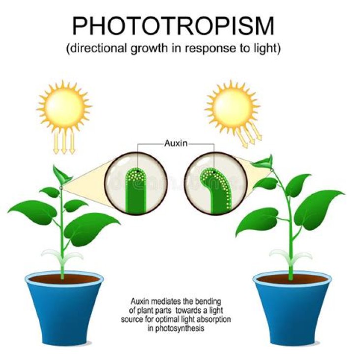 fototropismo