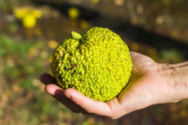 fruit that keeps spiders away