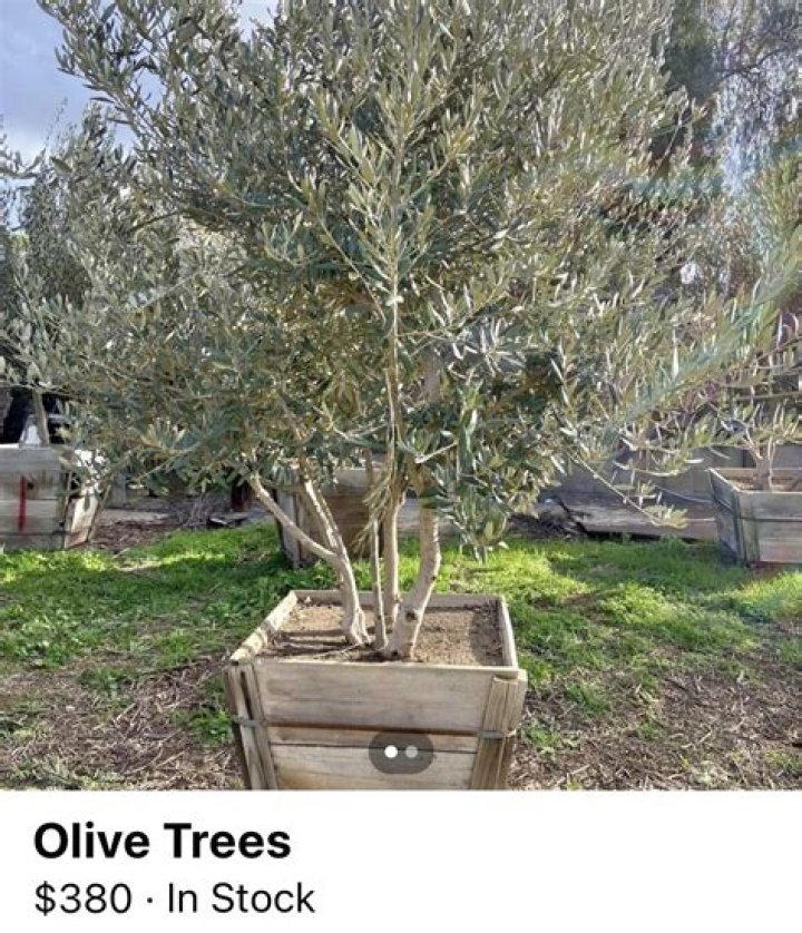 fruitless olive tree home depot