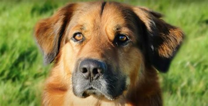 full grown german shepherd golden retriever mix