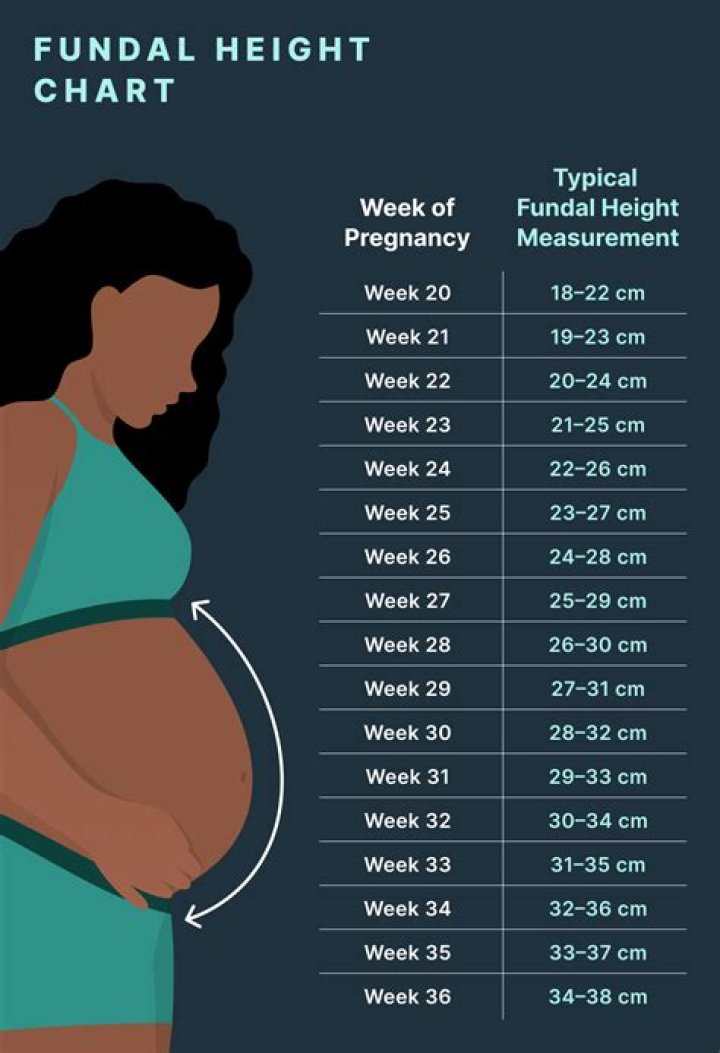 fundal height by week