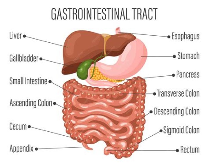 gastro medical term