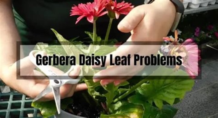gerbera daisy problems