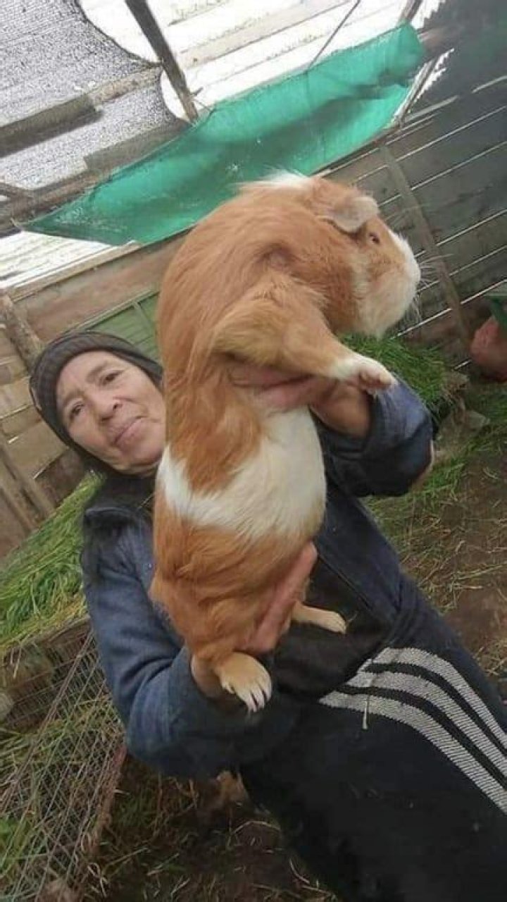 giant guinea pig