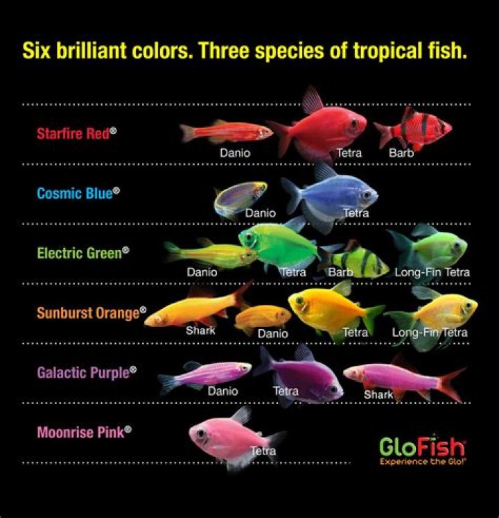 glofish tetra