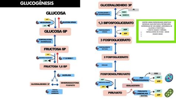 glucogénesis