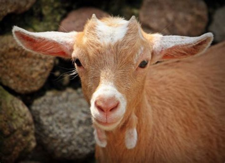 goat wattles