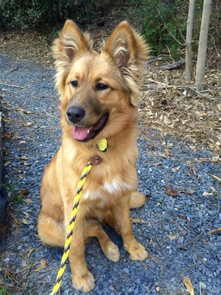 golden retriever and german shepherd mix