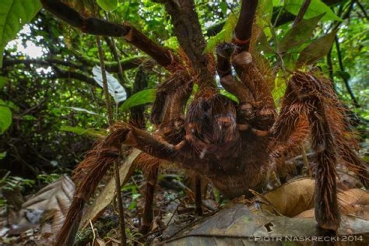 goliath birdeater biggest spider in the world