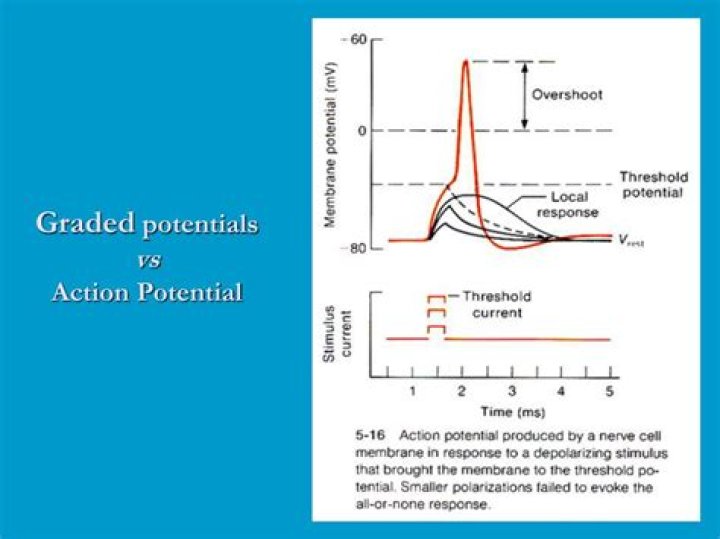 graded vs action potential