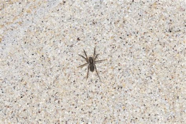 grass spiders texas