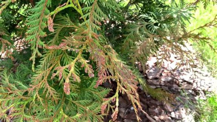 green giant arborvitae brown tips