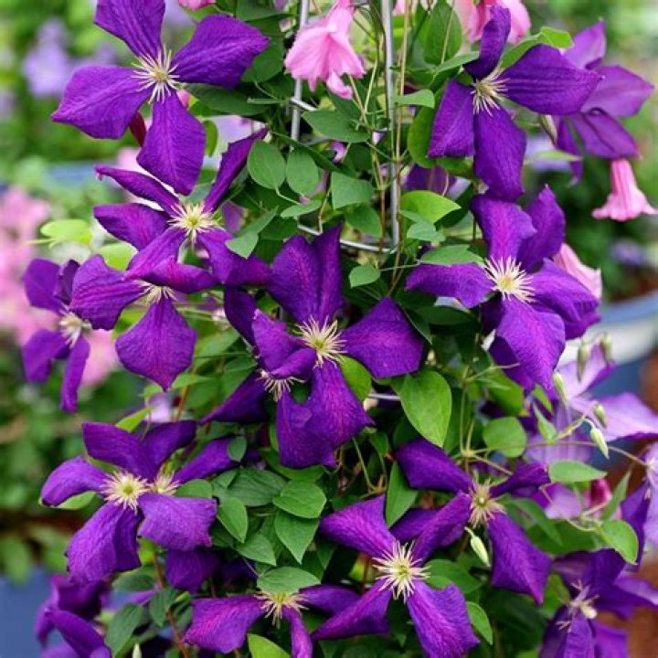 group 3 clematis
