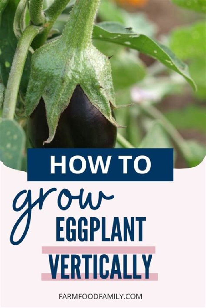 growing eggplant vertically