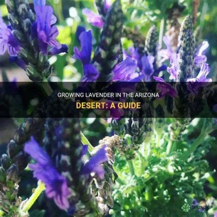 growing lavender in arizona
