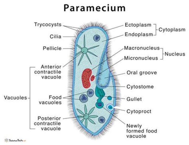 gullet in paramecium