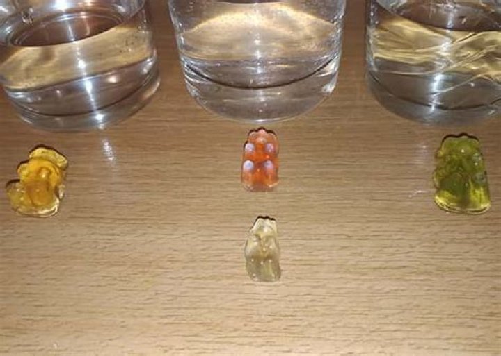 gummy bear experiment results