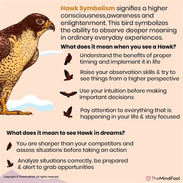 hawk meaning