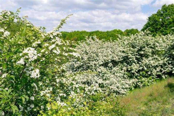 hawthorn hedge