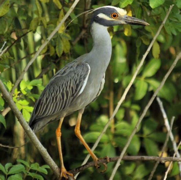 herons in pa