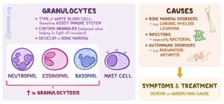 high granulocytes