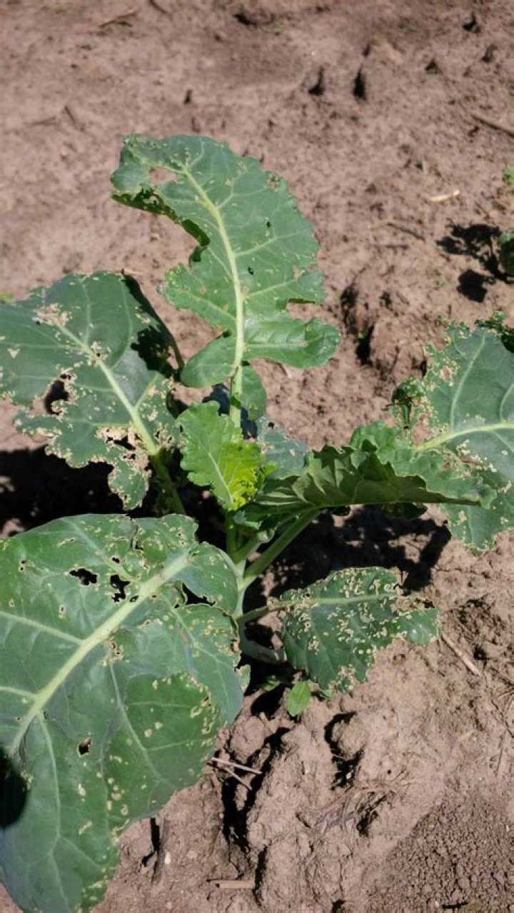 holes in broccoli leaves