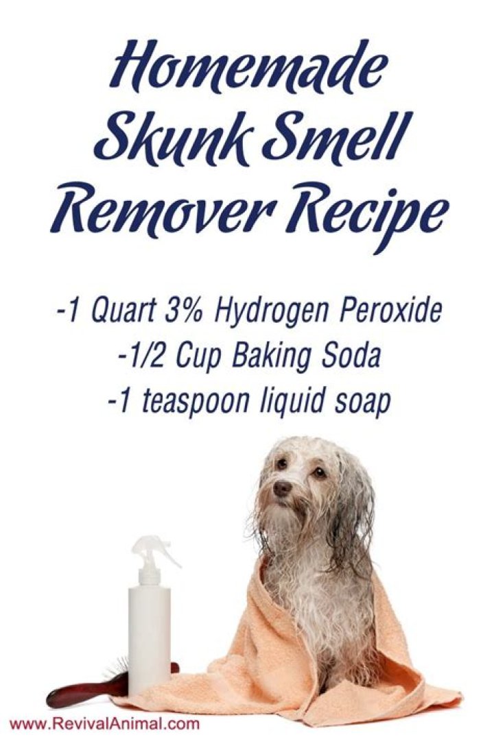 homemade skunk shampoo