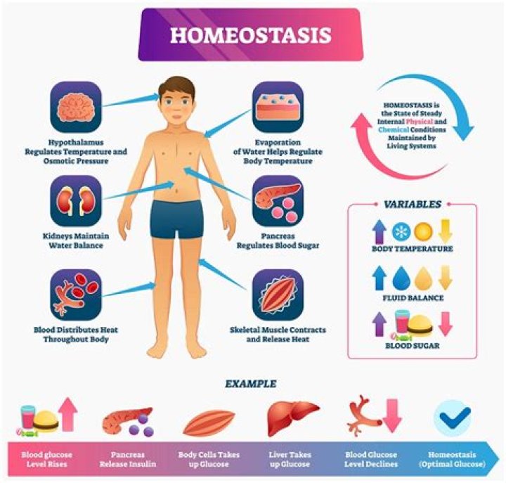 homeostasis example
