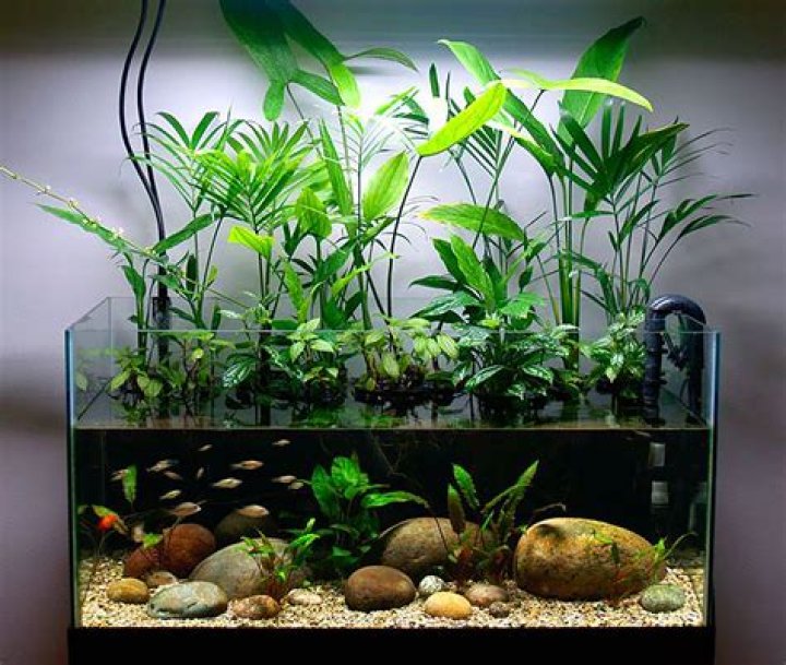 house plants in fish tank